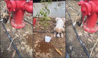 kyssmajor 538848006 2023 03 11 it hard out here for a pup 5 (kyssmajor)