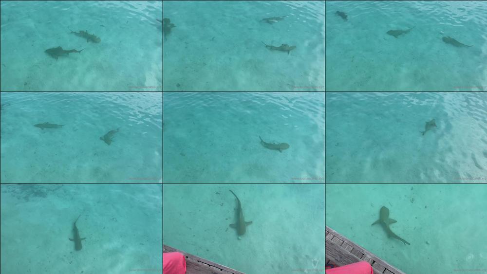 loonascandi 17 02 2021 2033691560 my best shark video