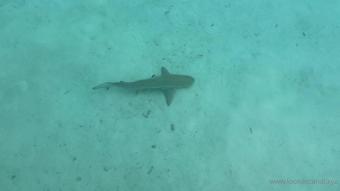 loonascandi 17 02 2021 2033691560 my best shark video (loonascandi)